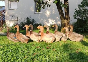 Kaczątka - Kaczka ruańska rouen - linia wystawowa - zarodowa