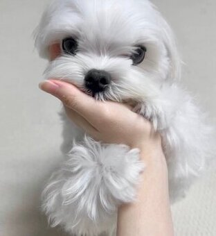 Szczenięta maltańczyka do adopcji.