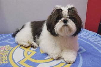 Piesek Shih Tzu