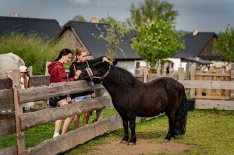 Sprzedam wałacha kuca szetlandzkiego,