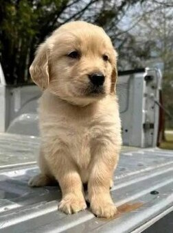 Szczenięta Golden Retriever na sprzedaż.