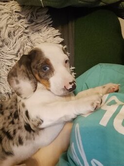 Jamnik merle standard