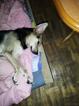 Oddam psa w dobre ręce