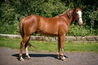 APH gelding 3yo