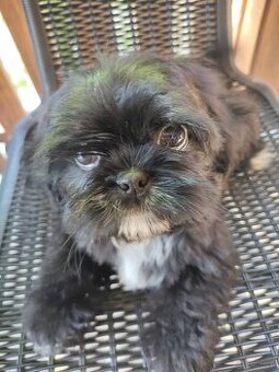 Piesek shih-tzu