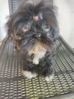 Suczka Shih-tzu