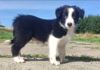 Szczeniak BORDER COLLIE z Hodowli - Rasowy pies z pełną dok.