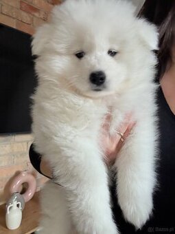 Samoyed