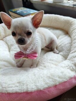 Chihuahua