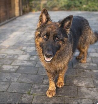 Owczarek niemiecki długowłosy - sprzedam