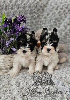 Yorkshire Terrier Biewer (TRICOLOR) piesek PASZPORT