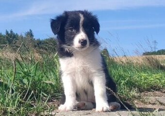Szczeniak BORDER COLLIE z Hodowli - Rasowa suczka z pełną do