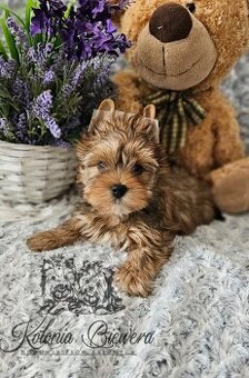 Yorkshire Terrier Ocean Pearl piesek PASZPORT