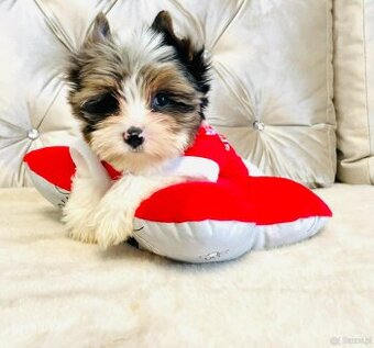 York Mikołaj z Bajki - do Kochania. Cudak.