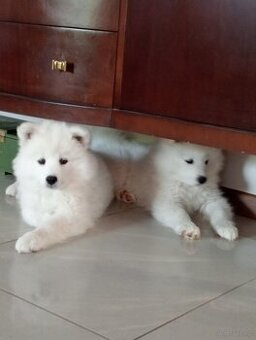 Samoyed - szczeniaczek (chłopiec)