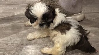 shih tzu 7 tygodni