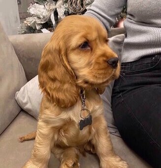 Szczenięta cocker spaniela do adopcji.