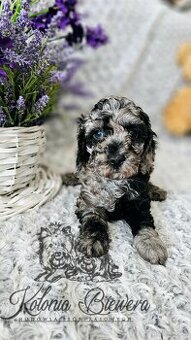 Pudel Toy/Miniaturowy Blue Merle adania Genetyczne Paszport