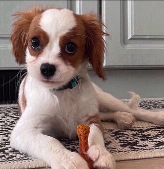 Szczenięta rasy Cavalier King Charles do adopcji