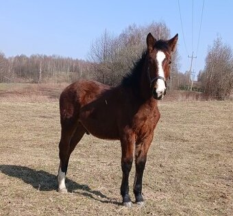 Piekny ogierek 8 miesiecy