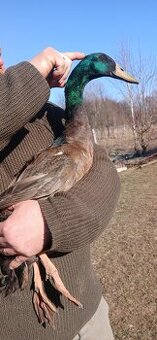 Biegusy indyjskie na slimaki