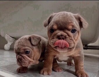 Szczenięta buldoga francuskiego do adopcji.