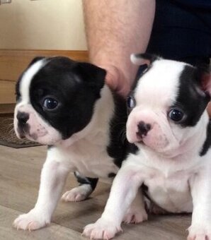 Szczenięta boston terrier do adopcji.