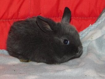 Cudne baranki niebieskie mini lop