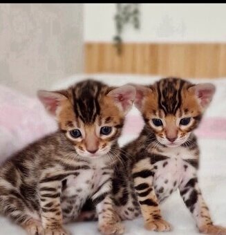 Kocięta bengalskie do adopcji.