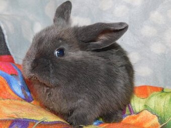 Cudne baranki niebieskie mini lop