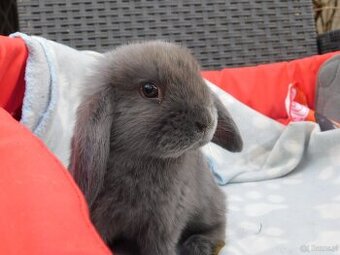 Cudne baranki niebieskie mini lop