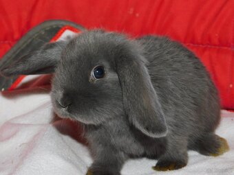 Cudne baranki niebieskie mini lop