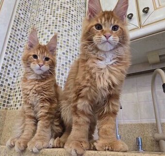 Kocięta Maine Coon do adopcji.