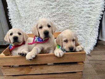 labrador retrevier