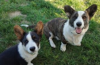 Welsh Corgi Cardigan szczenięta hodowla Rivulus FCI