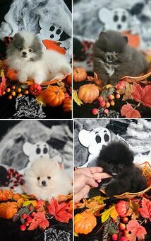 Szpic Miniaturowy/Pomeranian PASZPORT