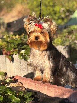 Yorkshire terrier