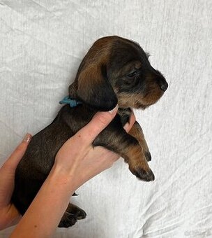 Jamnik standardowy szorstkowłosy s PP