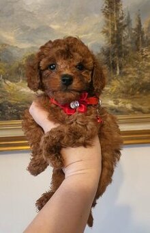 Pudel Toy red śliczna suczka