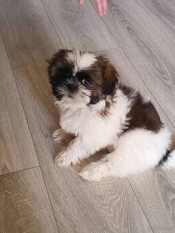 Sprzedam szczeniaka szitsu