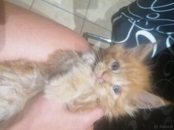 Maine coon