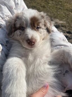 Szczeniaki border collie