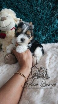 Yorkshire Terrier Biewer (TRICOLOR) piesek PASZPORT