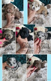 Szpic Miniaturowy/pomeranian PASZPORT