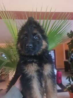 SZCZENIAK Owczarek niemiecki