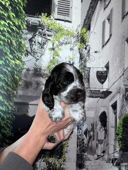 Cocker spaniel angielski