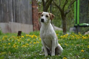 Duński szwedzki pies hodowlany