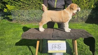 Owczarek środkowoazjatycki – szczenięta z rodowodem