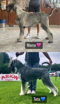 Sznaucer Olbrzym Pieprz i sól
