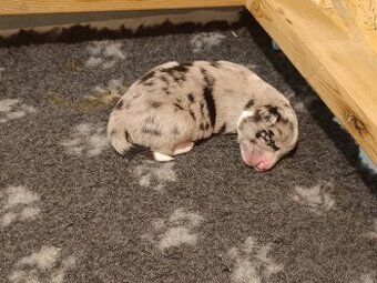 Szczenięta border collie czarno-białe i blue merle